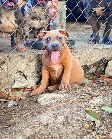 animales y mascotas - Pitbully macho disponible, 4 meses lo mejor de Santo Domingo. 4