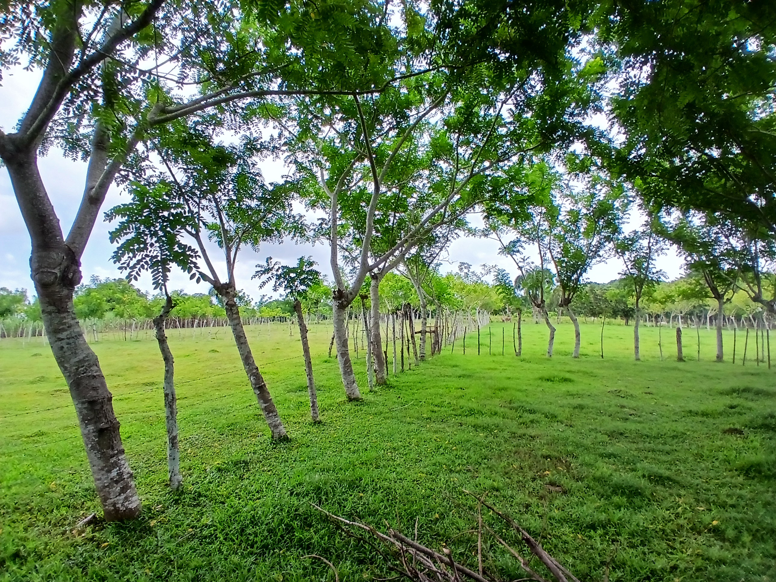 solares y terrenos - Finca  4