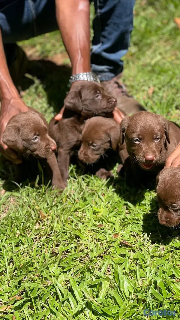 animales y mascotas - hermosos cachoerritos labrador chocolate  6