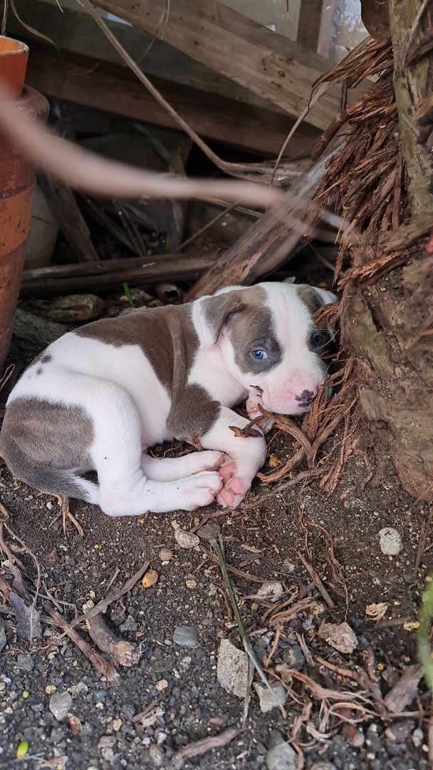 animales y mascotas - Perros Pitbull
2 blancos machos
1 hembra atigrada 