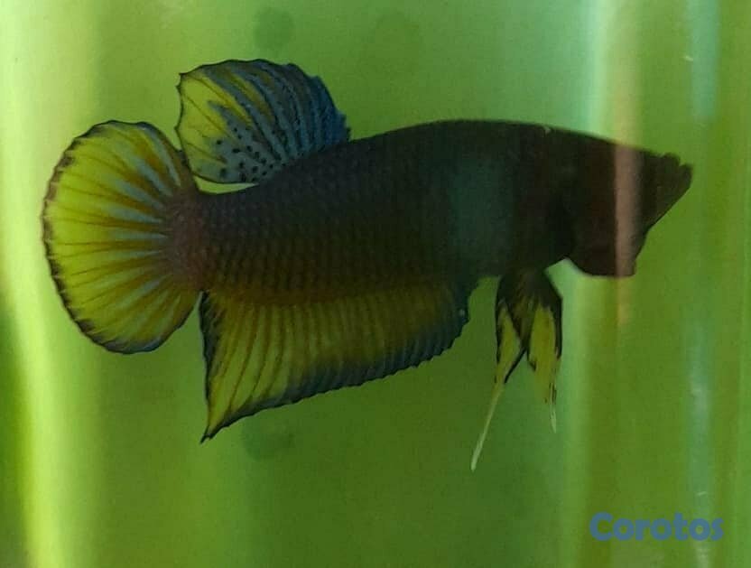 animales y mascotas - Bettas para revender... un ingreso extra para ti.. 9