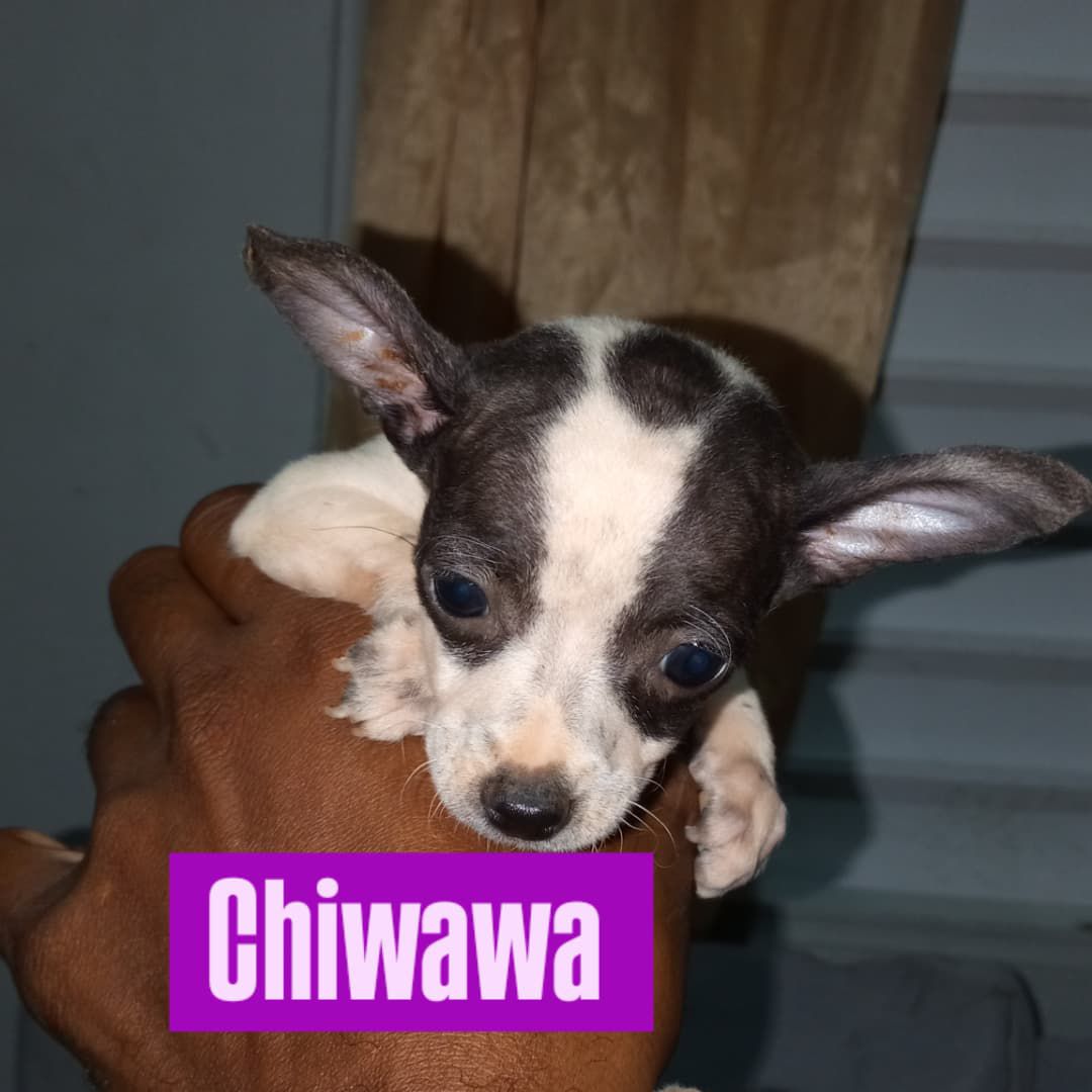 animales y mascotas - OFERTA CACHORRO CHIHUAHUA AMBOS SEXO MERLE SE ENTR