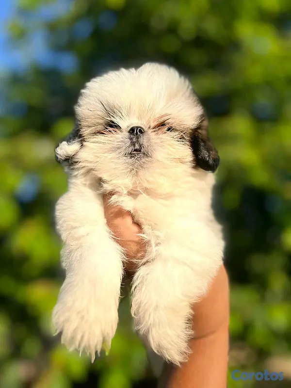 animales y mascotas - hermosa cachorrita shitzu mini  2