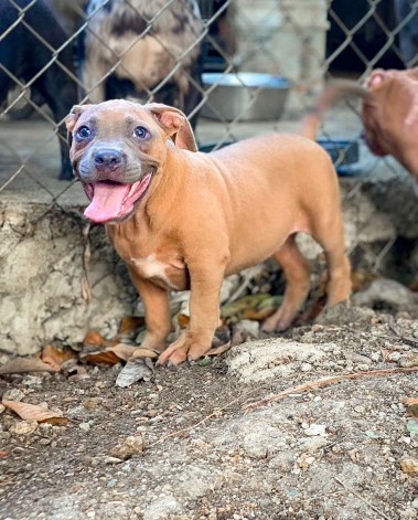 animales y mascotas - Pitbully macho disponible, 4 meses lo mejor de Santo Domingo. 5