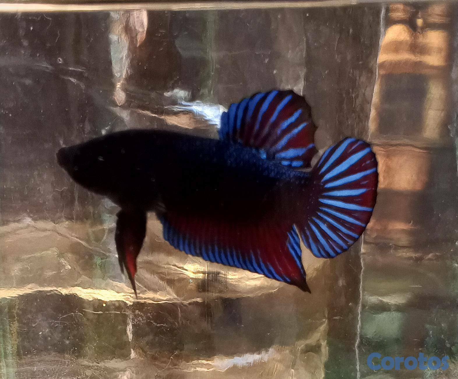 animales y mascotas - Bettas para revender... un ingreso extra para ti.. 10