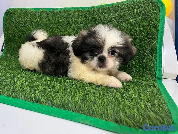 animales y mascotas - Hermosos cachorros Shippo 🐶🐾 3