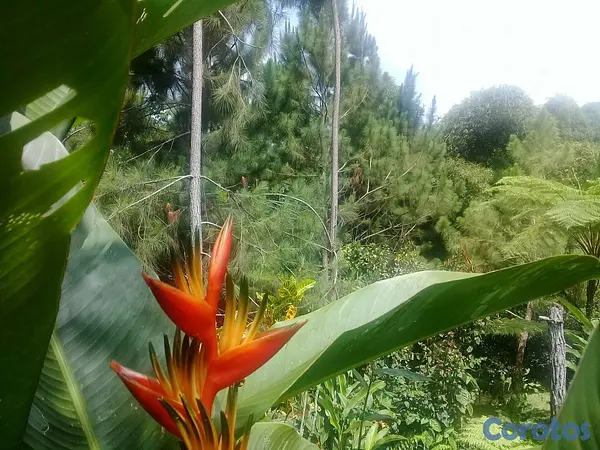 solares y terrenos - SE VENDE HERMOSA FINCA EN EL CACAO de San Cristoba 2