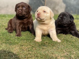 animales y mascotas - Labrador
