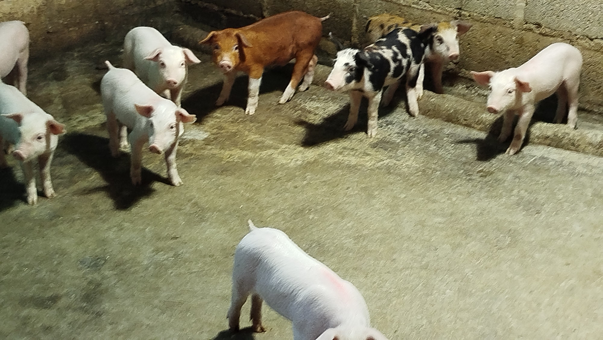 animales y mascotas - Cerdo al destetes  2