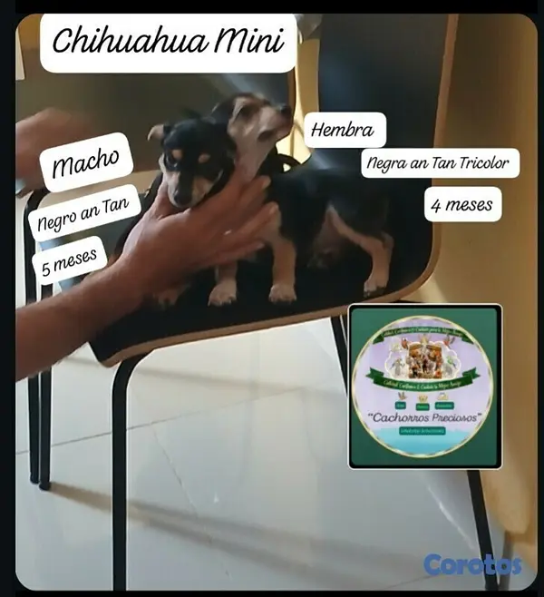 animales y mascotas - Chihuahua Hermosa pareja 2