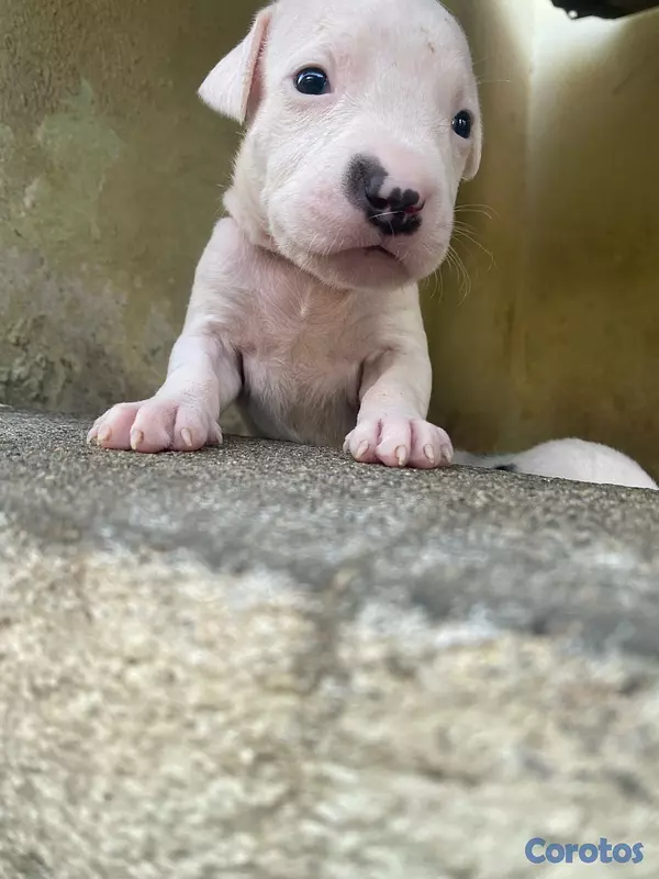 arte y antigüedades - Dogo argentino  2