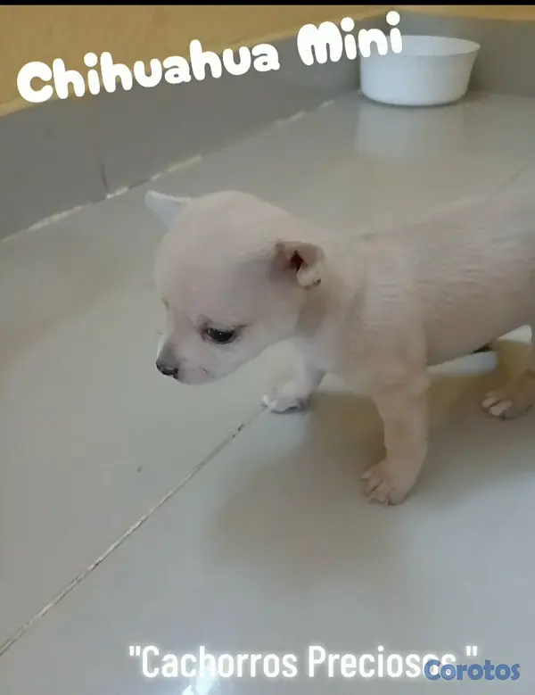 animales y mascotas - Chihuahua Cabezita a Manzanita  3