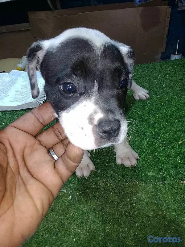 animales y mascotas - pitbully merle  3