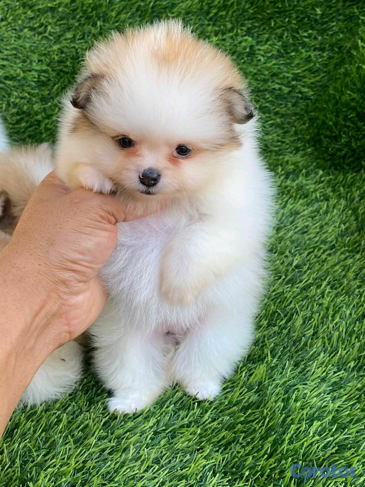 animales y mascotas - hermosos cachorritos pomerania mini 7