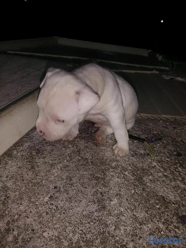 animales y mascotas - pitbully merle  4