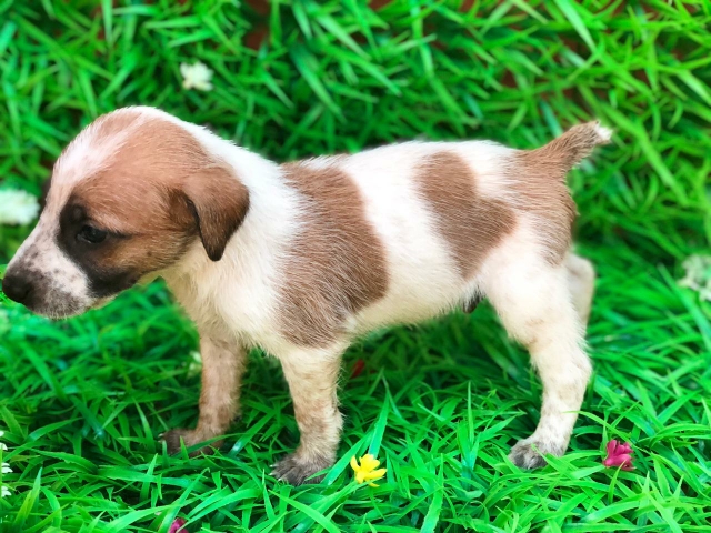 animales y mascotas - Fox terrier pelo corto disponible