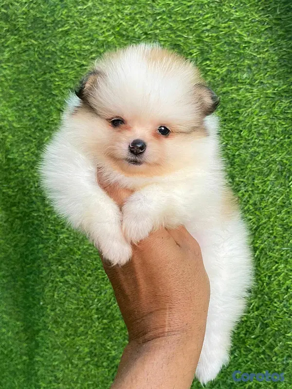 animales y mascotas - hermosos cachorritos pomerania mini 8