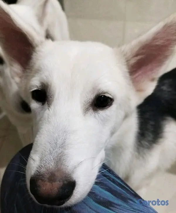 animales y mascotas - Husky macho en venta 2