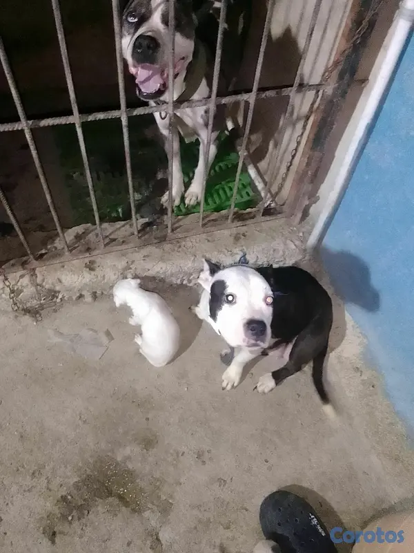 animales y mascotas - pitbully merle  5