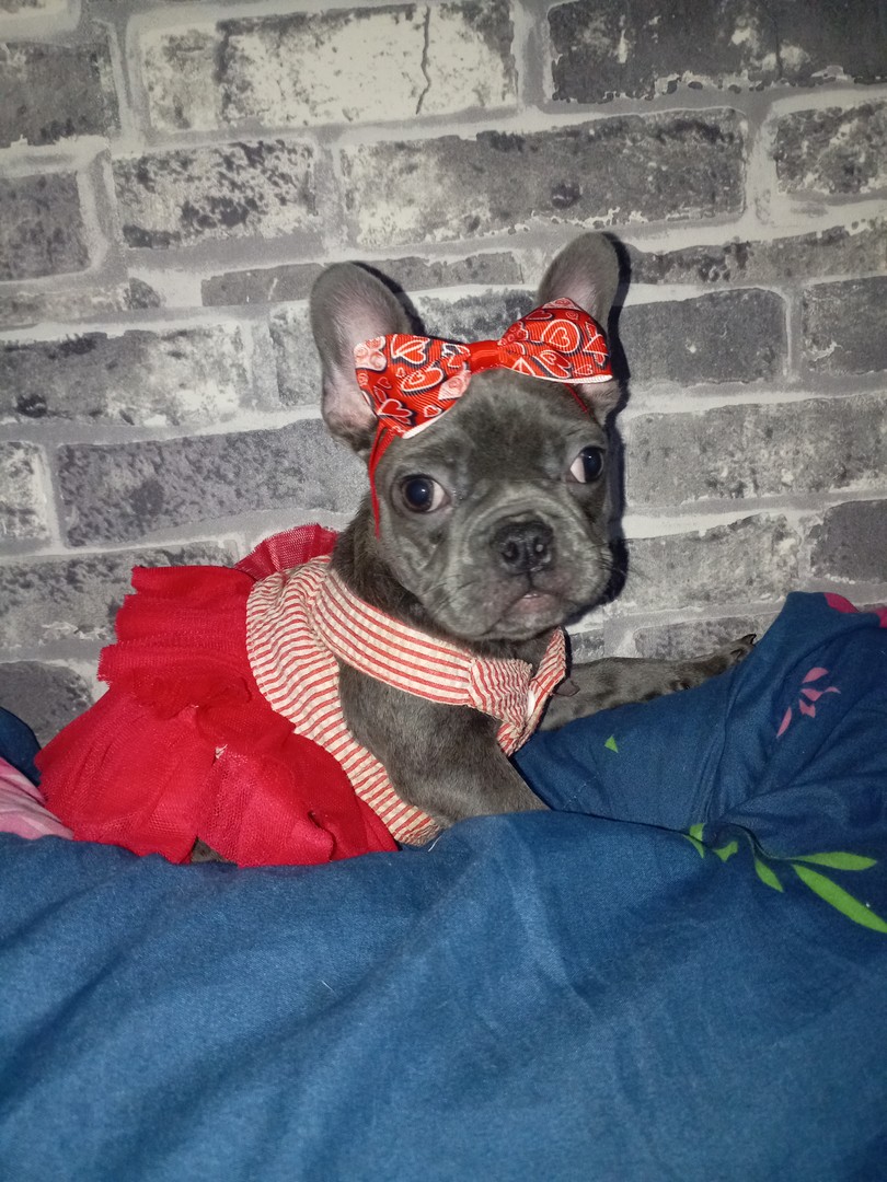 animales y mascotas - Bulldog francés hembra 