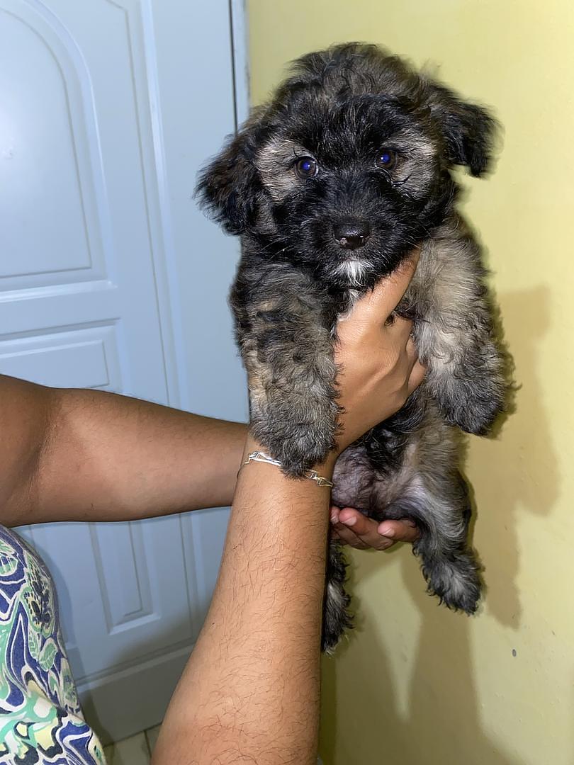animales y mascotas - shipoo 1