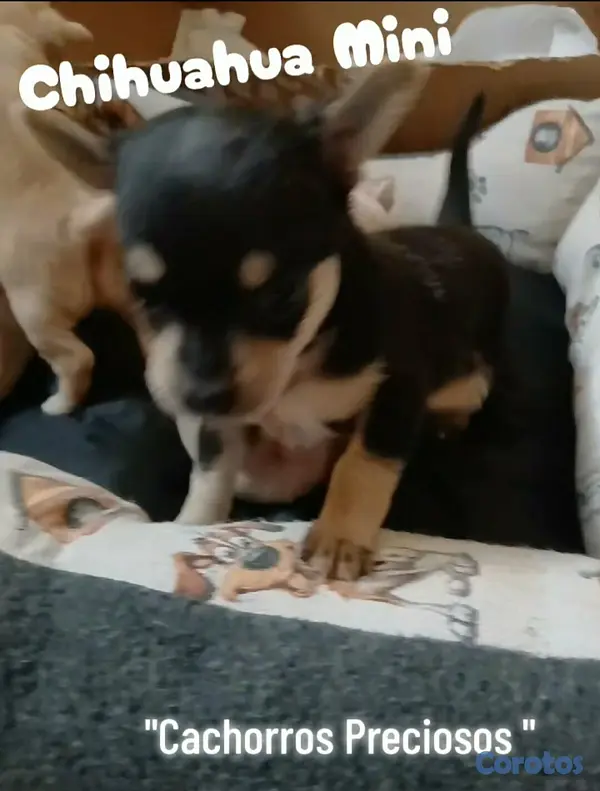 animales y mascotas - Chihuahua Cabezita a Manzanita  6