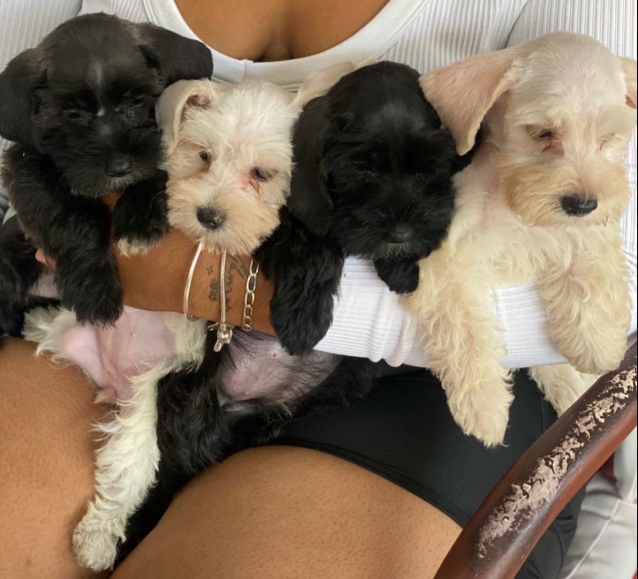 animales y mascotas - OFERTA CACHORRO SCHNAUZER AMBOS SEXOS SE ENTREGA C
