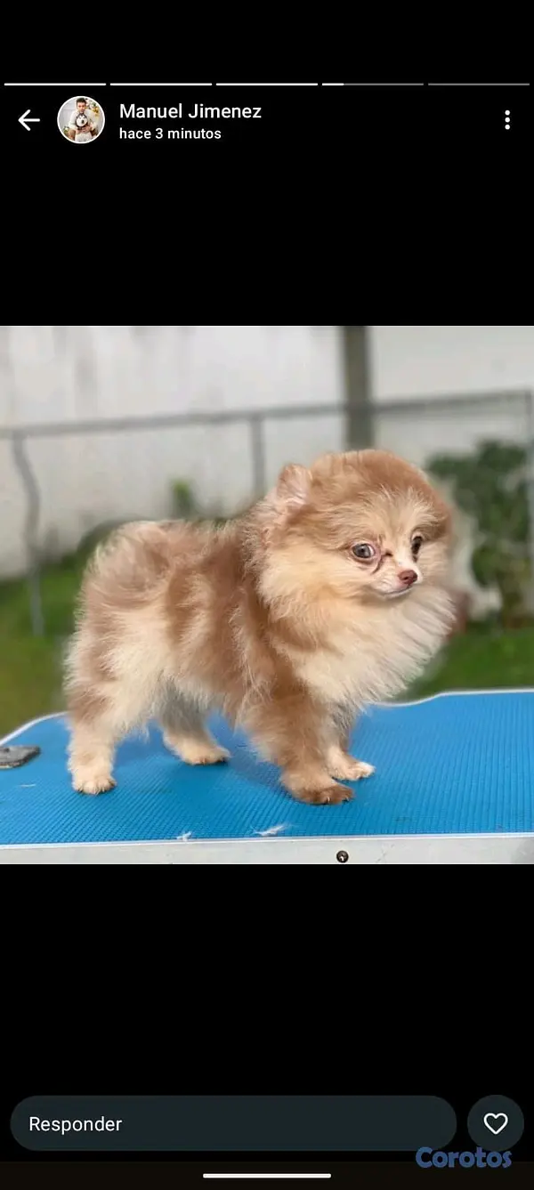 animales y mascotas - hermosos cachorritos  pomerania mini  2
