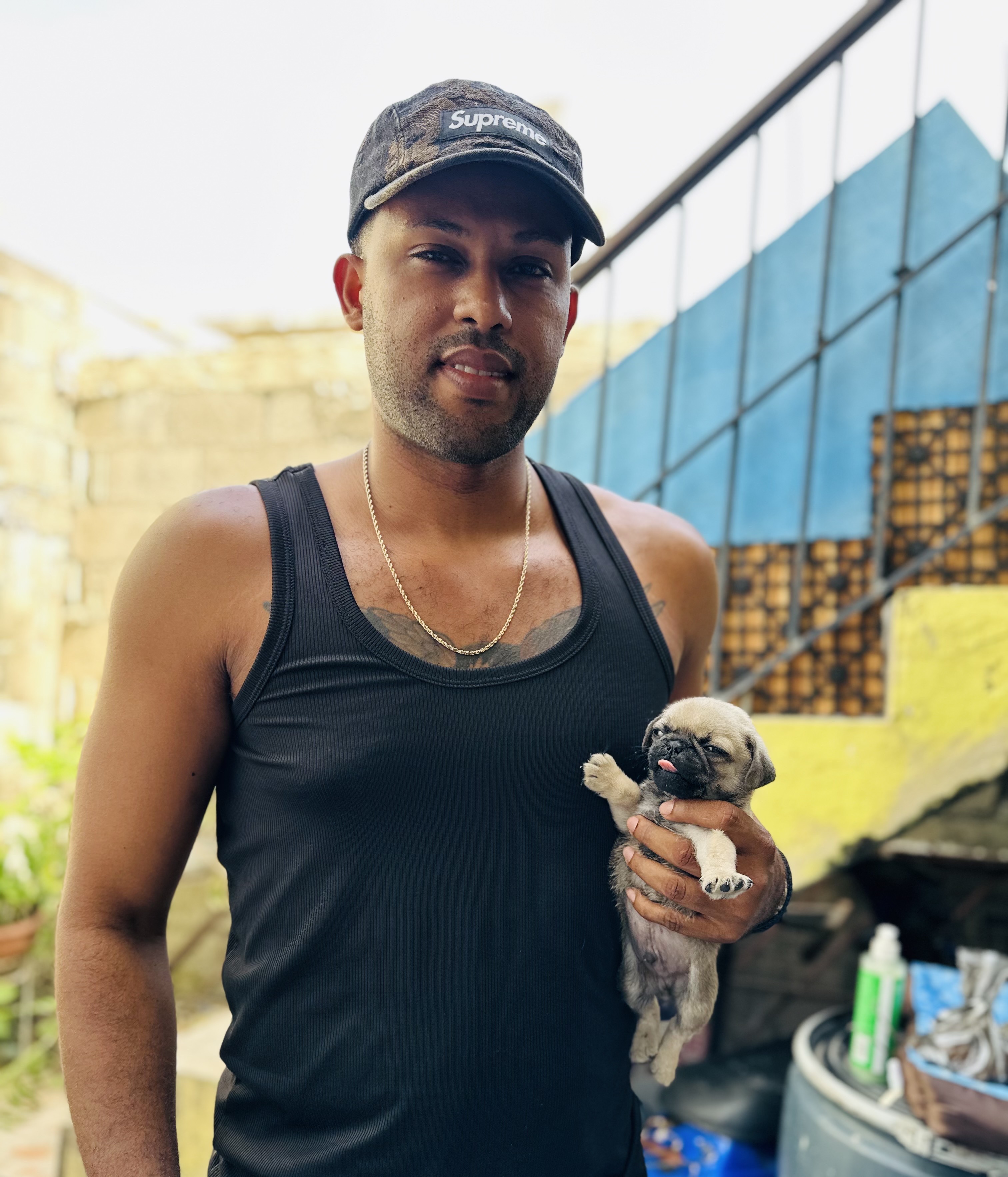 animales y mascotas - La raza que buscas aquí la encuentras  5