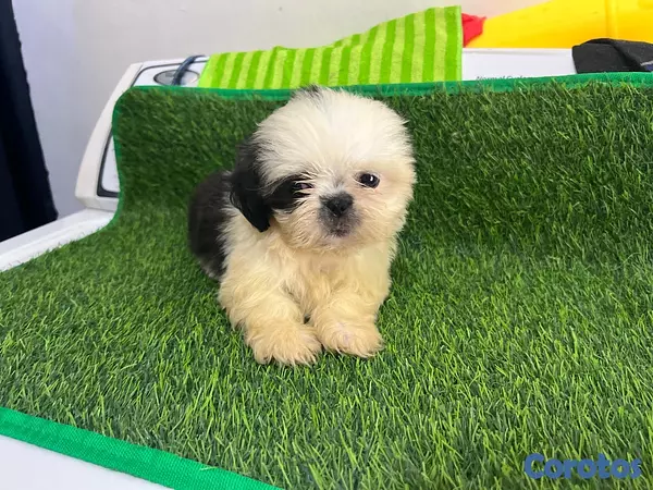 animales y mascotas - Hermosos cachorros Shippo 🐶🐾 4