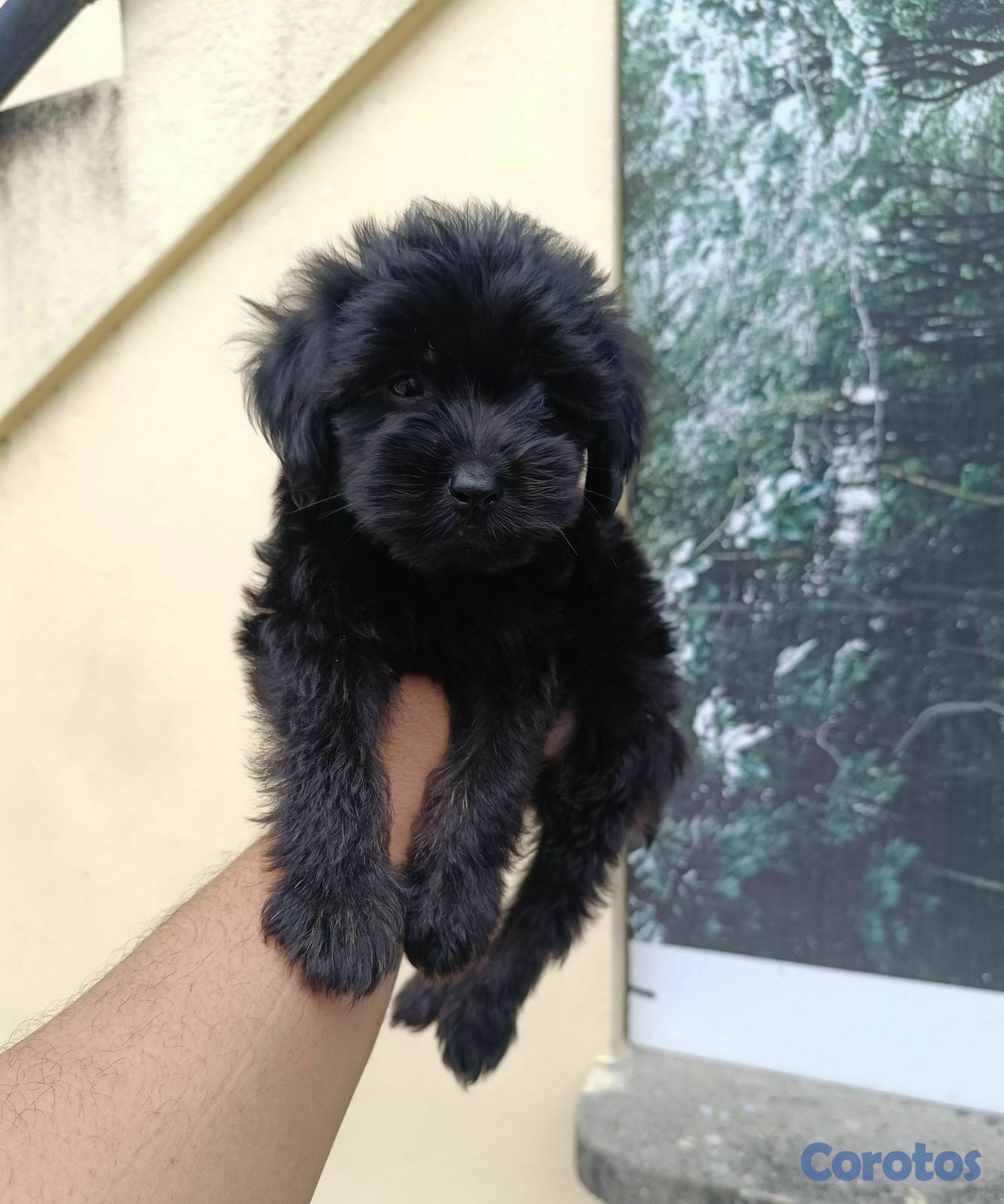 animales y mascotas - OFERTA CACHORRO SHIPOO MACHO UBICADO EN SANTO DOMI 2