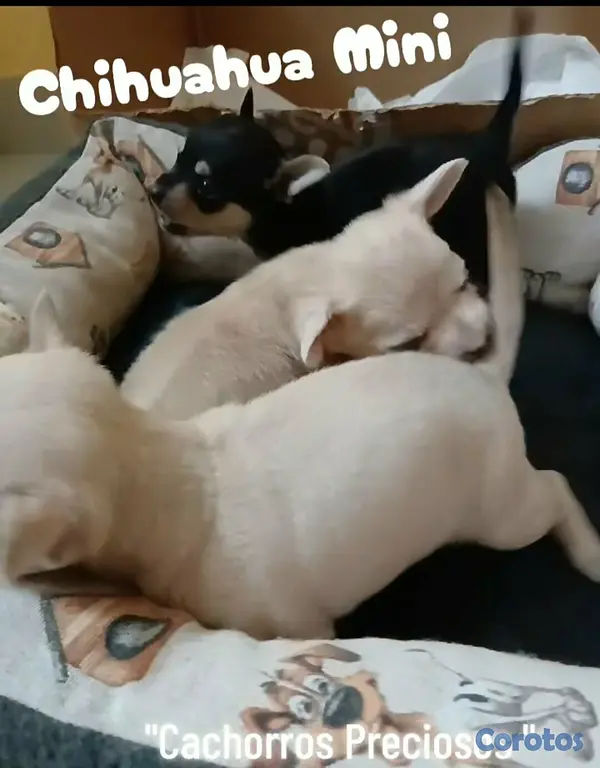 animales y mascotas - Chihuahua Cabezita a Manzanita  5