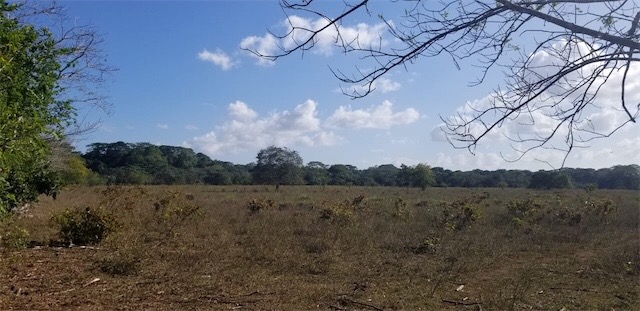 solares y terrenos - ALQUILER CON OPCION A COMPRA FINCA EN BAYAGUANA, MONTE PLATA