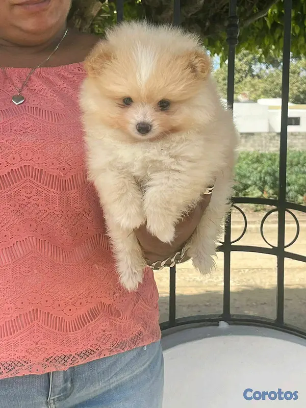 animales y mascotas - hermosos cachorritos pomerania mini 9
