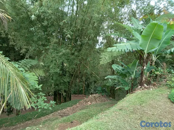 solares y terrenos - SE VENDE HERMOSA FINCA EN EL CACAO de San Cristoba 7