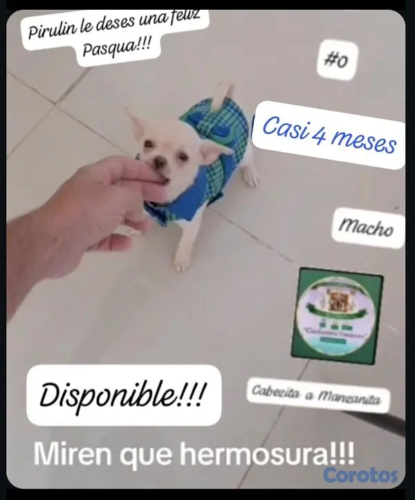animales y mascotas - Chihuahua Mini/Toy/MIcro #0 4