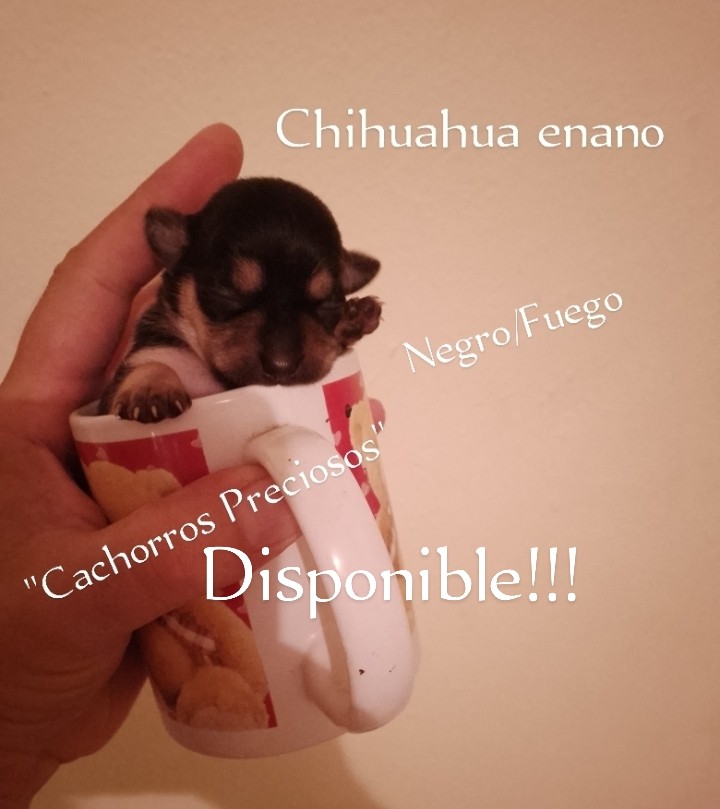 animales y mascotas - Chihuahua Mini/Toy o Enanos 4