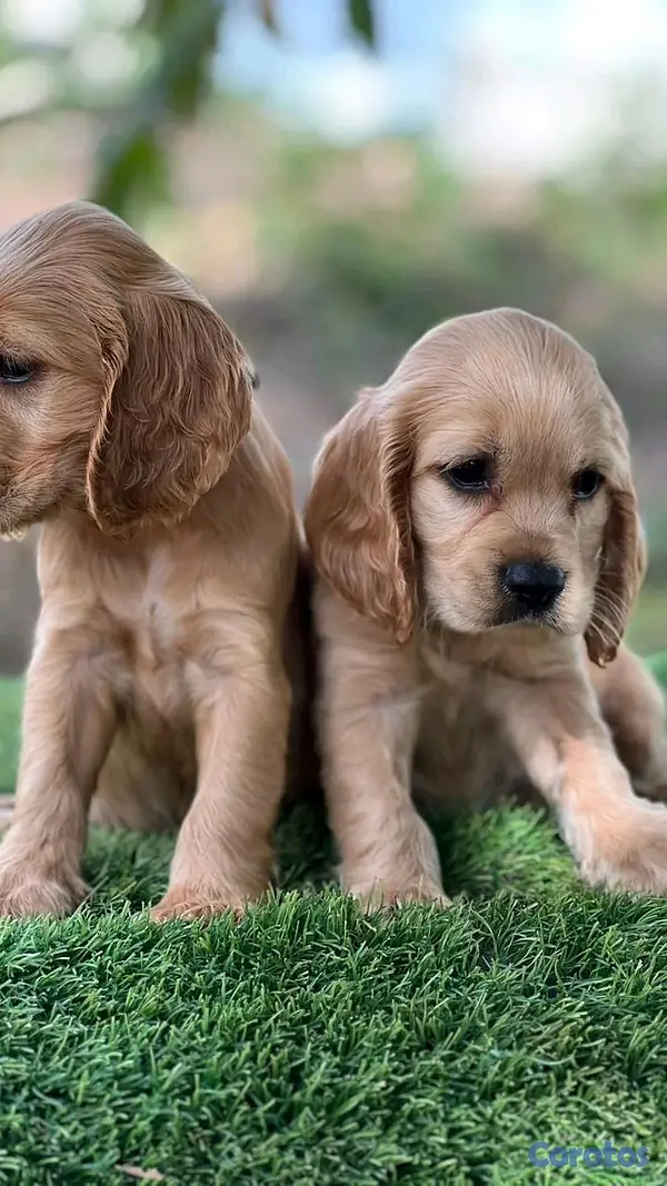 animales y mascotas - hermosos cachorritos de cocker spaniel 3