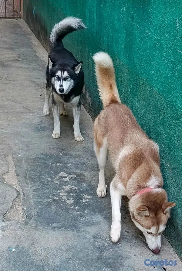animales y mascotas - Hermosos Husky Siberianos Puros 3