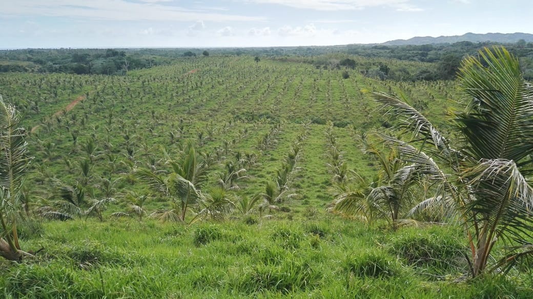solares y terrenos - Finca en Nisibon de 3mil tareas ganadera y sembrado de Coco 1