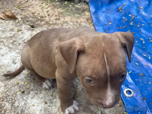 animales y mascotas - Pitbull blue fans 3