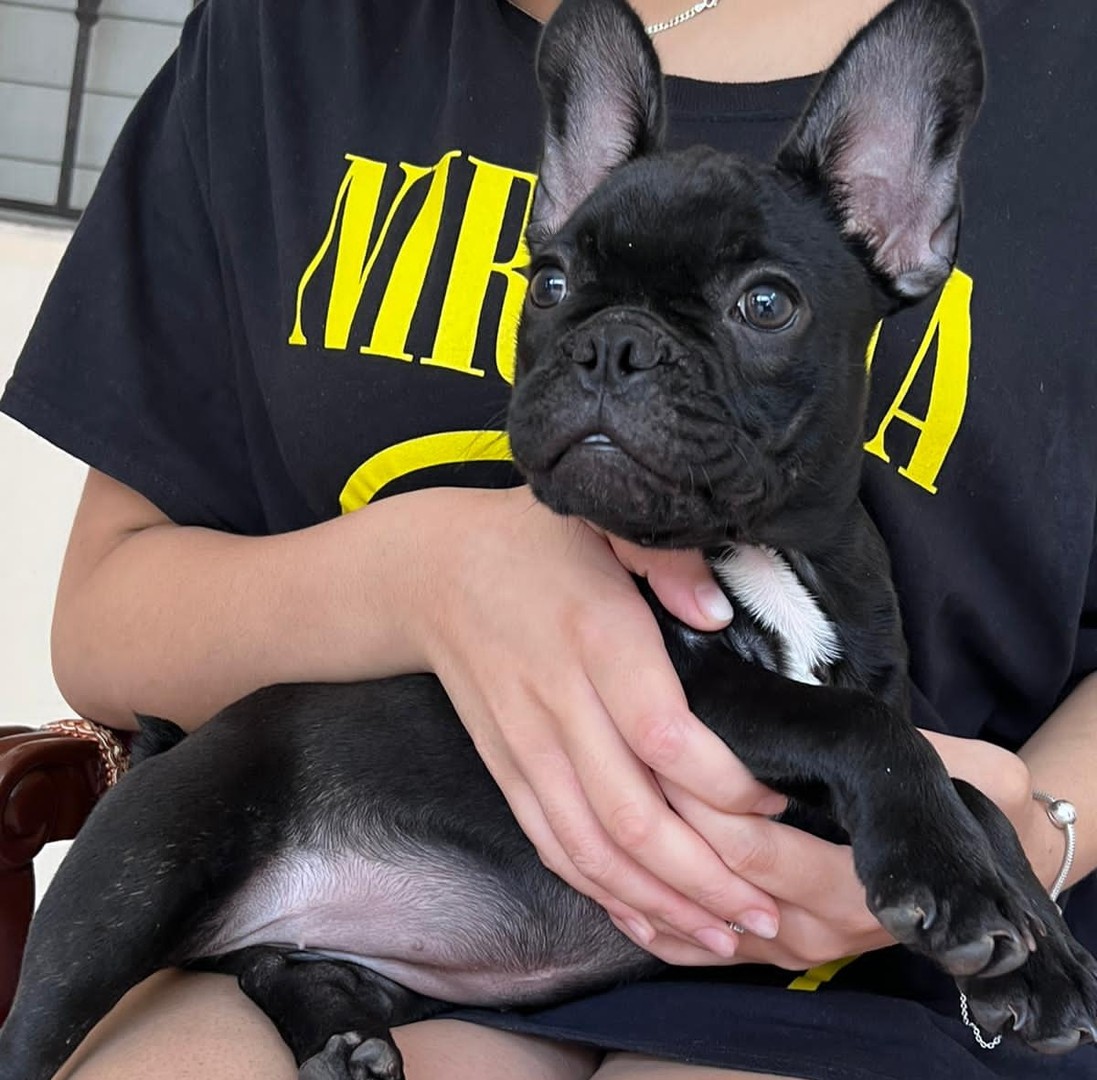 animales y mascotas - Bulldog francés hembra vacunada y desparasitada 
