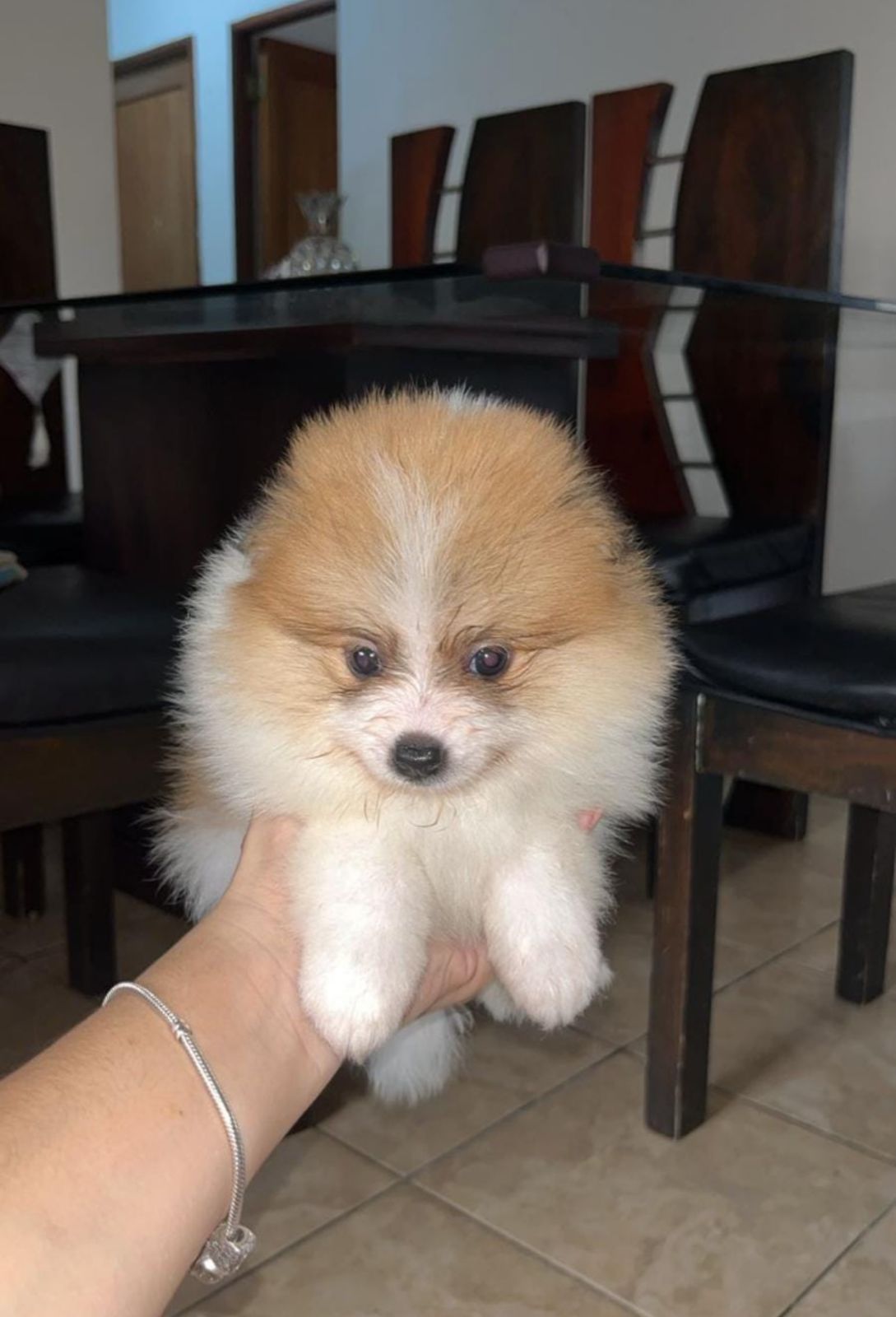 animales y mascotas - OFERTA CACHORRO POMERANIA MACHO SE ENTREGA CON SUS