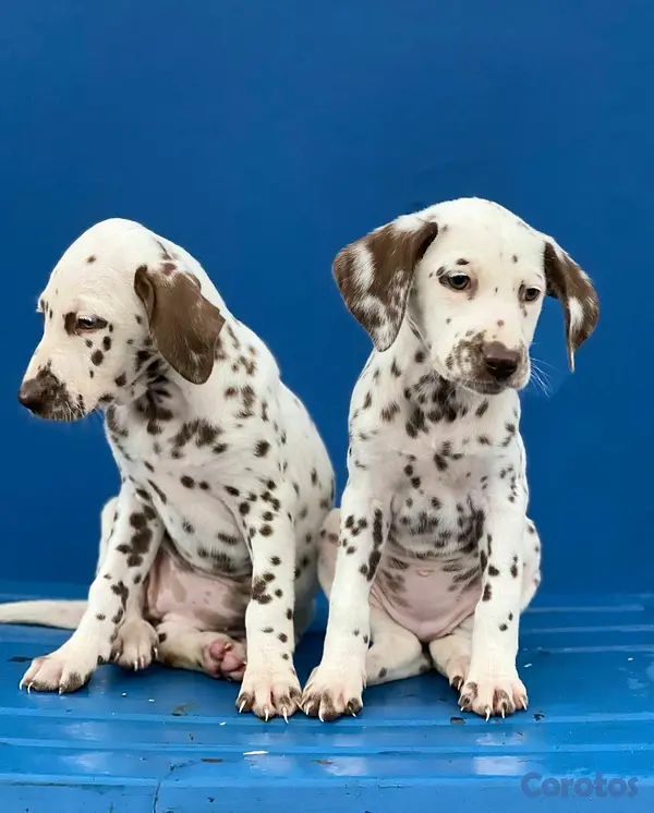 animales y mascotas - hermosos cachorritos dalmata  2