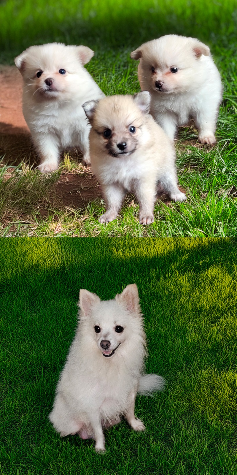 animales y mascotas - Se venden pomeraneas