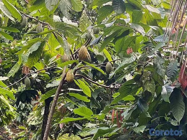 solares y terrenos - Finca 6,000 Tareas en Moca 2