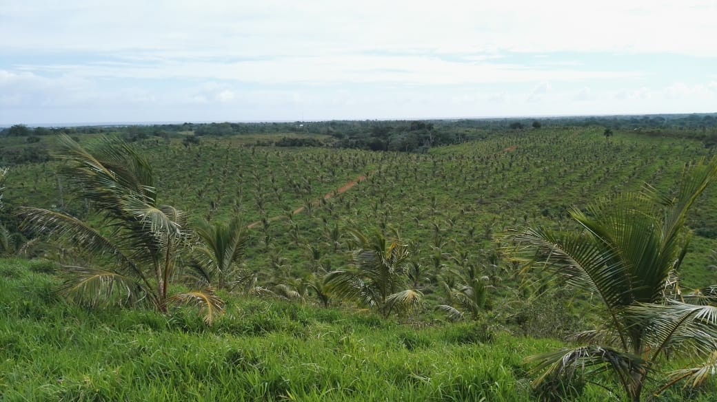 solares y terrenos - Finca en Nisibon de 3mil tareas ganadera y sembrado de Coco 4