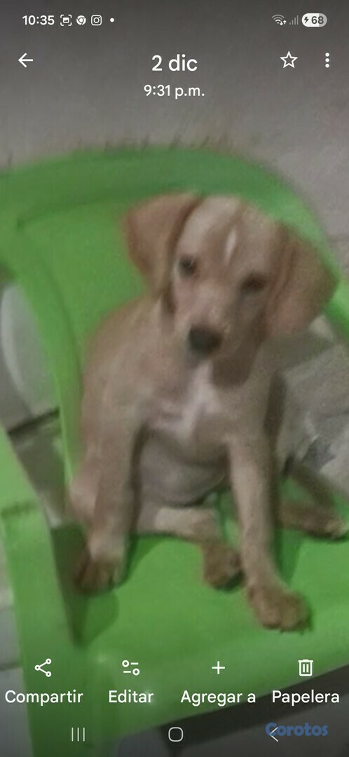 animales y mascotas - CACHORROS CHIHUAHUA EN VENTA 1