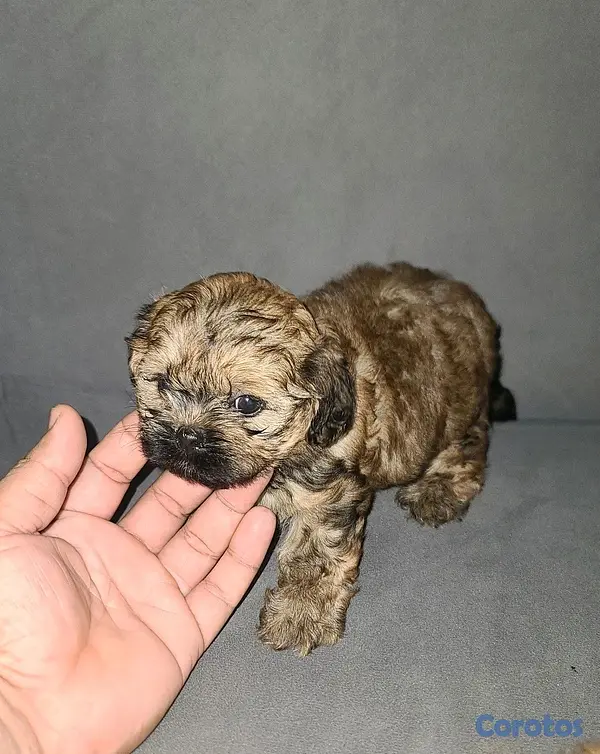 animales y mascotas - shipoo ( hembras )  2
