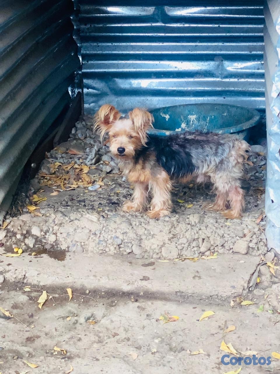 animales y mascotas - Yorki puro macho 1